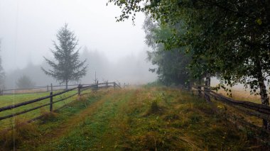 Sonbahar ormanında sisli bir sabah