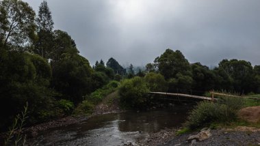 Ormandaki nehrin güzel manzarası