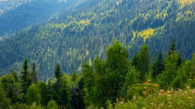 Mavi gökyüzü ile yeşil dağ ormanı.