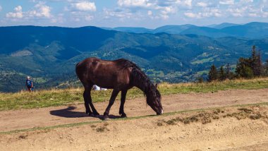 Dağlarda genç bir at