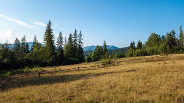 Yeşil tarlası ve mavi gökyüzü olan güzel bir yaz manzarası.