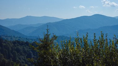 Dağlardaki dağ ormanları