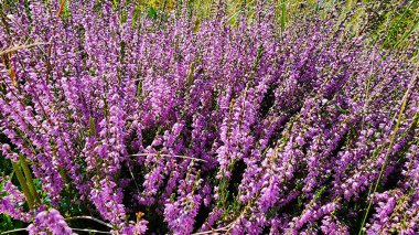 Tarlada lavanta çiçekleri