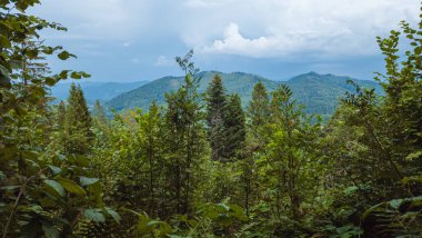 yeşil orman ve mavi gökyüzü