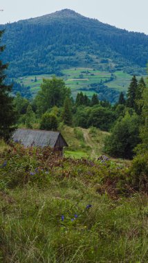 Bir tarlanın ortasındaki tepede yeşil ağaçların dikey görüntüsü.