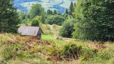 beautiful summer landscape. nature