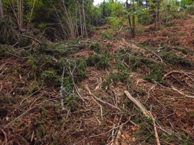 Düşmüş ağaç ormanı