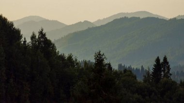 Güzel bir yeşil orman görüntüsü.