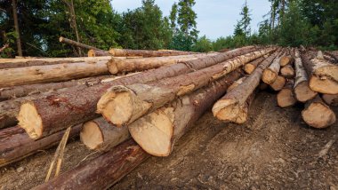 orman içinde ahşap günlükleri kesmek.