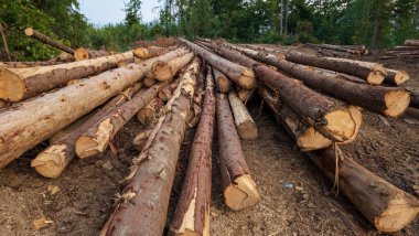 kütük yığını, ahşap arkaplan.