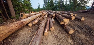 Ormanda bir odun yığını.