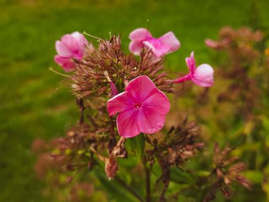 Bahçedeki güzel pembe çiçekler