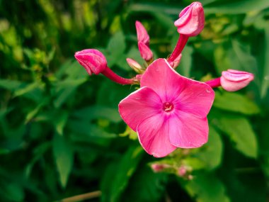 Bahçedeki güzel çiçek
