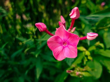 Bahçedeki güzel pembe çiçek