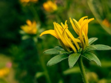 Bahçedeki sarı çiçek