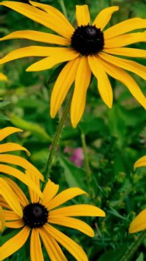 Bahçedeki güzel sarı çiçekler