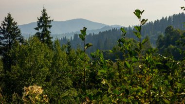 Yaz dağı orman manzarası. Karpatlar, Romanya
