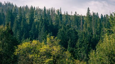 Karpat dağlarındaki dağ ormanı