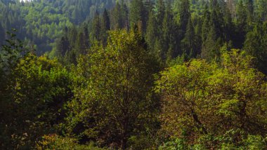 Ağaçlar ve ormanlarla dolu güzel bir manzara.
