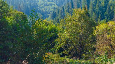 Dağlarda sonbahar manzarası