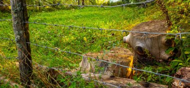 yeşil çimenli eski ahşap çit