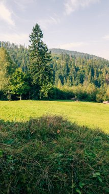 Güzel bir sonbahar ormanı Ağacı olan