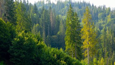 Dağların arkasındaki güzel orman.