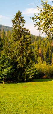 Güzel güneşli bir günde yeşil orman.