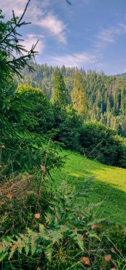 Nehir ve orman olan güzel bir manzara.