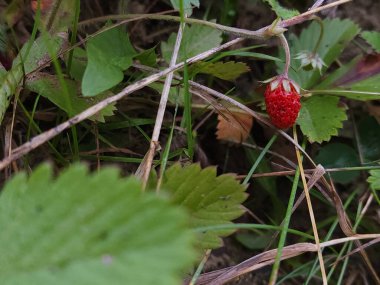 Bahçedeki çilekler