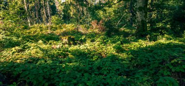 Güzel yeşil orman sabah