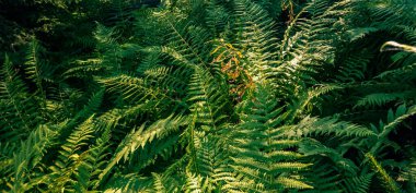 Ormandaki bir ağaç gövdesinde yeşil yosun