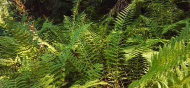 Ormanda eğreltiotu.