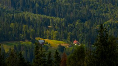 Ormanın güzel manzarası