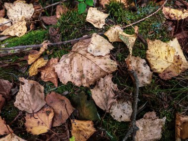 Sonbahar ormanı. Ağaçta düşen sarı yapraklar..