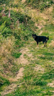 Kara köpek ormanda yolda..
