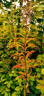 Güzel botanik fotoğrafı, doğal duvar kağıdı.