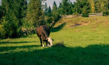 Yeşil tarlada otlayan inekler