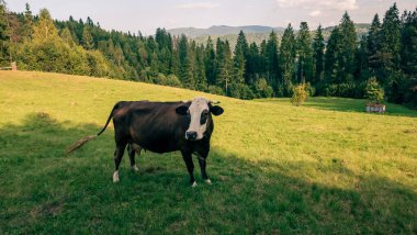 Karpat Dağları 'ndaki inek. Yaz manzarası. yüksek kaliteli fotoğraf