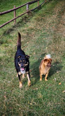 Köpek ormanda koşuyor.