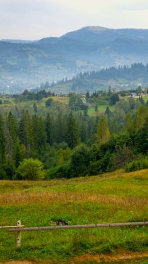 Bir tarla manzarası ve yeşil çimenler.