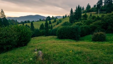Karpat Dağları 'ndaki yeşil çayır. Dağlardaki yeşil orman.