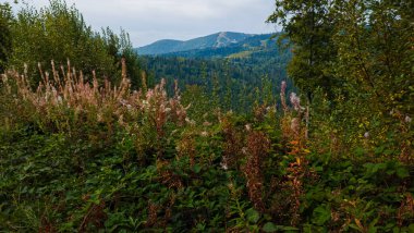 Karpatlar 'ın dağlarında güzel bir dağ manzarası.
