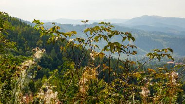dağ sırasının yaz manzarası