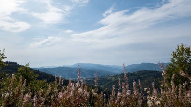 Dağları ve ağaçları olan güzel bir manzara.