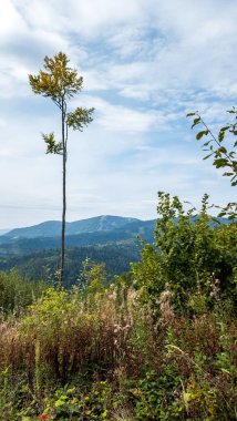 Ormandaki güzel bir ağacın dikey görüntüsü.
