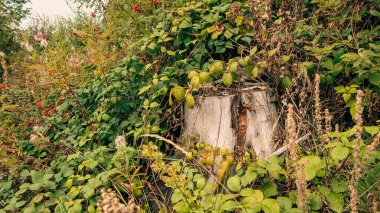 Sarmaşıklı ve yapraklı paslı demir çit