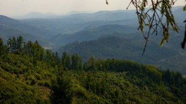 yeşil ağaçlar ve dağ manzarası
