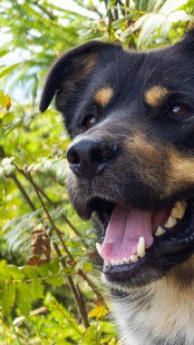 Bir köpeğin portresi.