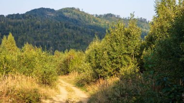 Çam ormanlı yaz manzarası, güneşli bir gün.